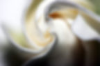 Gardenia