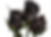 Black Rose & Oud