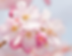 Cherry Blossom