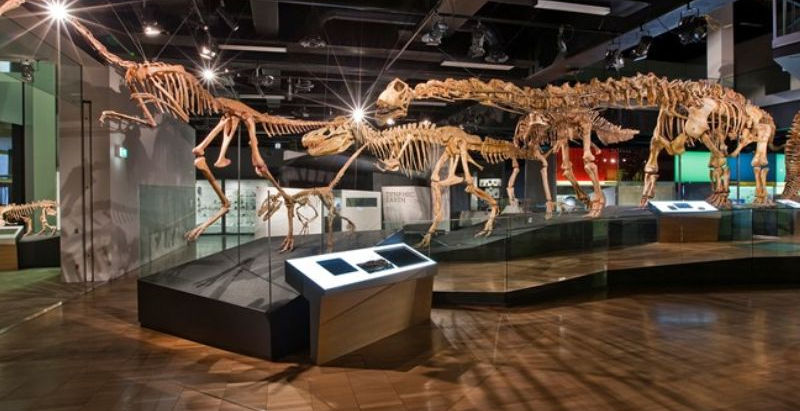 Bảo tàng Melbourne: Khám phá kho tàng văn hóa Úc