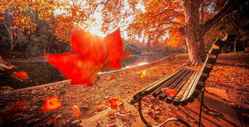 Mùa thu nước Úc: Khi thiên nhiên khoác lên mình chiếc áo mới