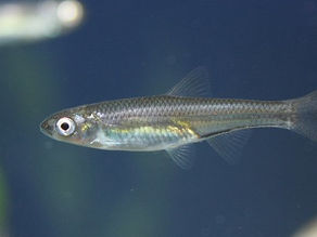 Emerald Shiner: Caring for Notropis atherinoides