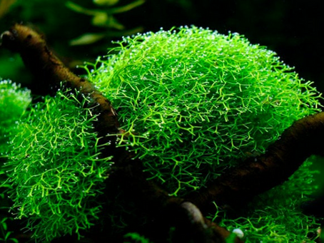 Crystalwort Moss: Caring for Riccia fluitans