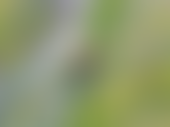 Pond Snail / Bladder Snail: Caring for Physa acuta