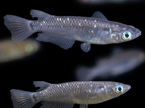 Medaka Rice Fish: Caring for Oryzias latices