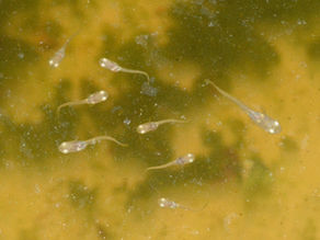 Medaka/Rice Fish (Oryzias latipes): Comprehensive Protocol for Fry Rearing