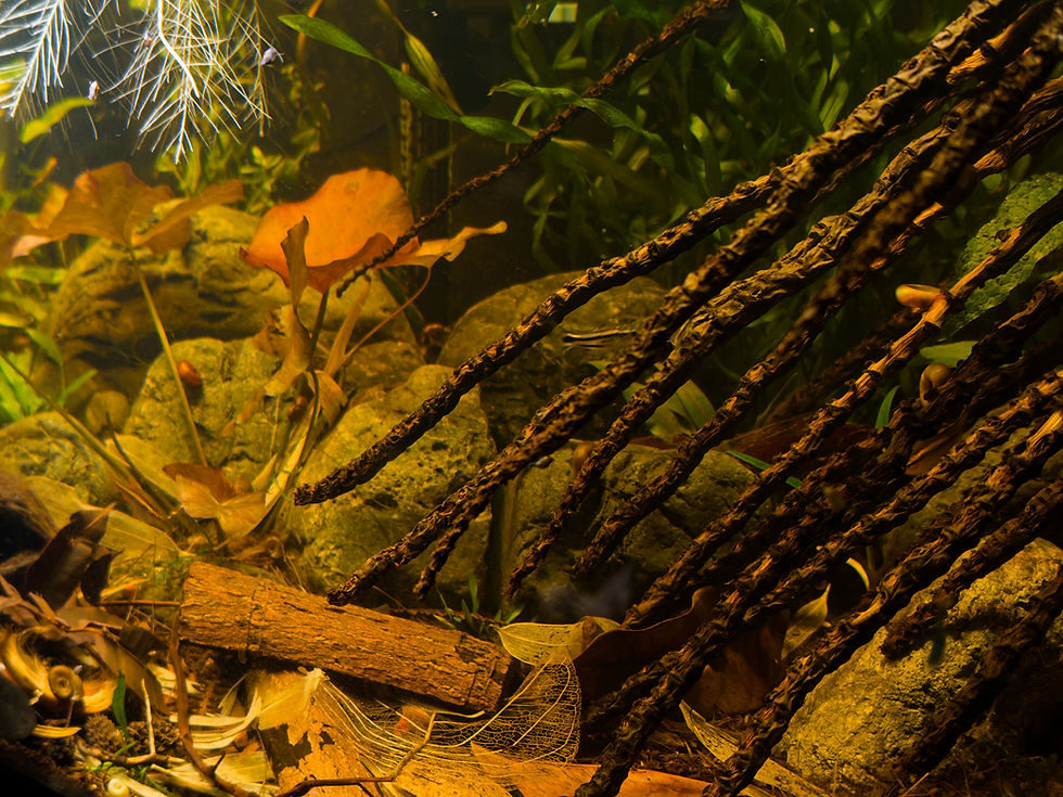A Nilwala-inspired Biotope aquarium.