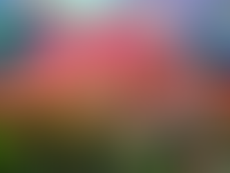 Scarlet Temple: Caring for Alternanthera reineckii