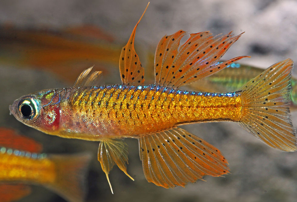 Male Red Neon Blue-Eye Rainbowfish.