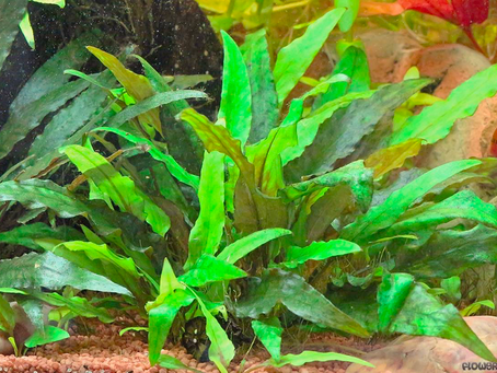 Crypt Wendtii: Caring for Cryptocoryne wendtii
