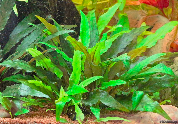 Crypt Wendtii: Caring for Cryptocoryne wendtii