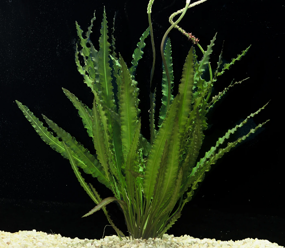 Crinkled Onion Plant (Aponogeton crispus)