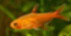 Ember Tetra