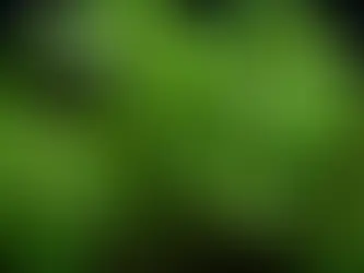 Southern Bacopa: Caring for Bacopa australis