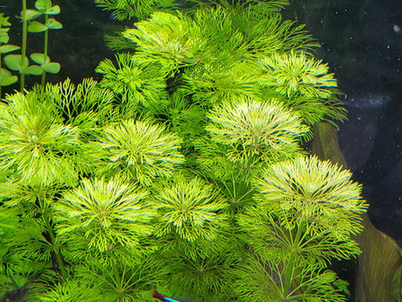 Dwarf Ambulia: Caring for Limnophila heterophylla