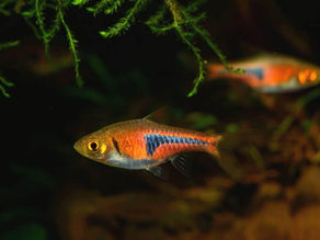 Forest Swamp in Peninsular Thailand: An Aquatic Habitat for Sparkling Gouramis and Glowlight Rasboras