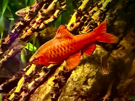 Cherry Barb: Caring for Puntius titteye