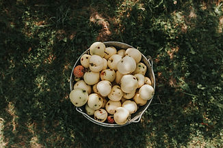 Fruta en Cubo
