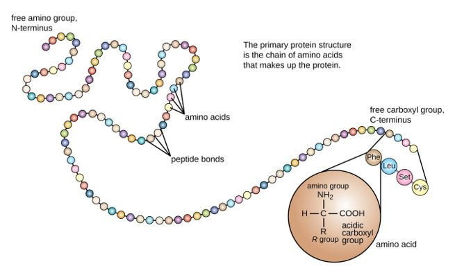 A string of circles that represent amino acids