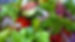 Garden Salad