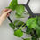 Thumbnail: Magnetic plant tie supporting Pothos trailing plant on Horticus trellis frame