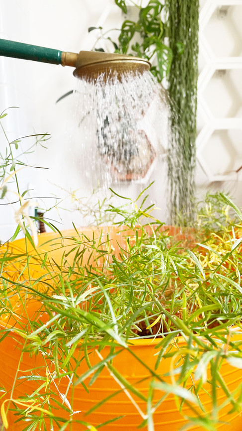Asparagus fern being watered from above by a watering can while sitting in a bucket.