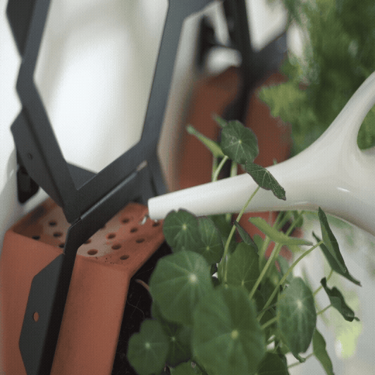 Living wall terracotta planter with Nasturtium, being watered while sitting on a living wall frame.