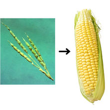 Wild cord and modern corn