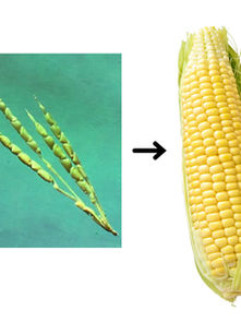 Wild cord and modern corn