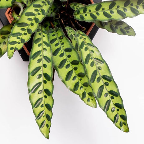 Calathea