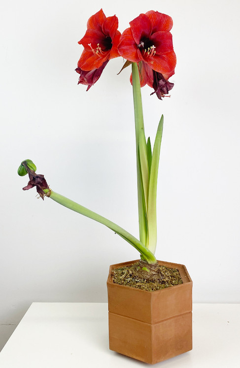 Amaryliss blooming bright red in a terracotta pot.