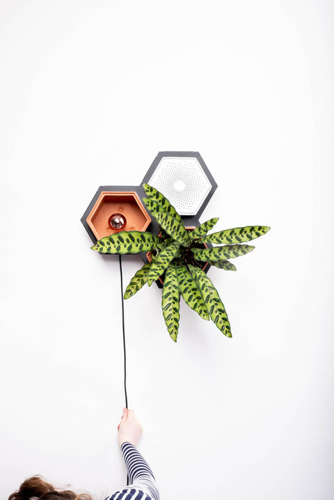 Horticus modular living wall small kit with terracotta wall planters and steel frame for indoor plants.