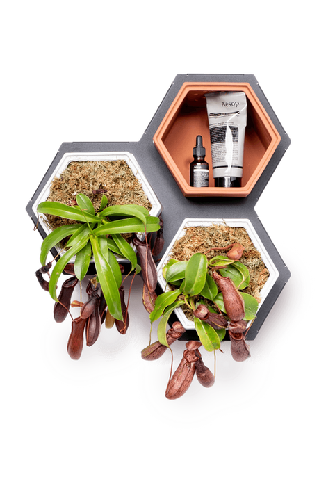 Monkey Jars in Horticus living wall small kit with terracotta wall planters and steel frame. 