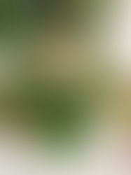 Hellebores growing in a terracotta wall planter in a vertical garden.