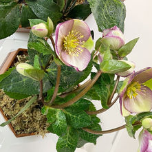 Hellebores growing in a terracotta wall planter in a vertical garden.