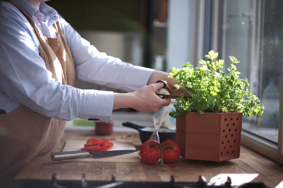 Horticus modular living wall terracotta wall planter for an indoor herb garden.