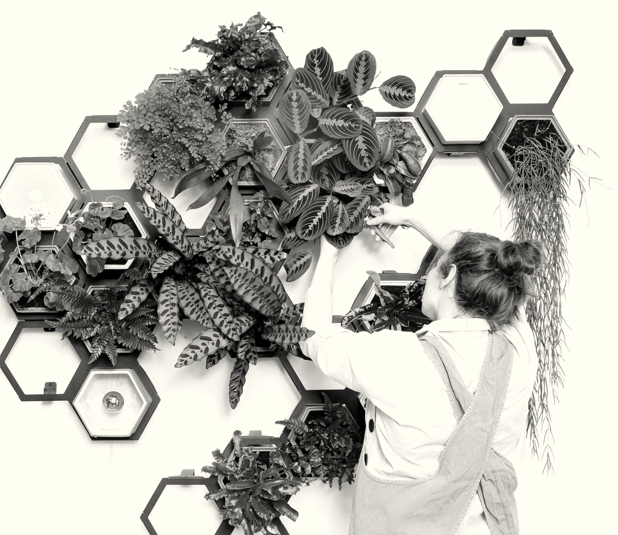 Saxifraga, Strawberry Begonia - Saxifraga Stolonifera