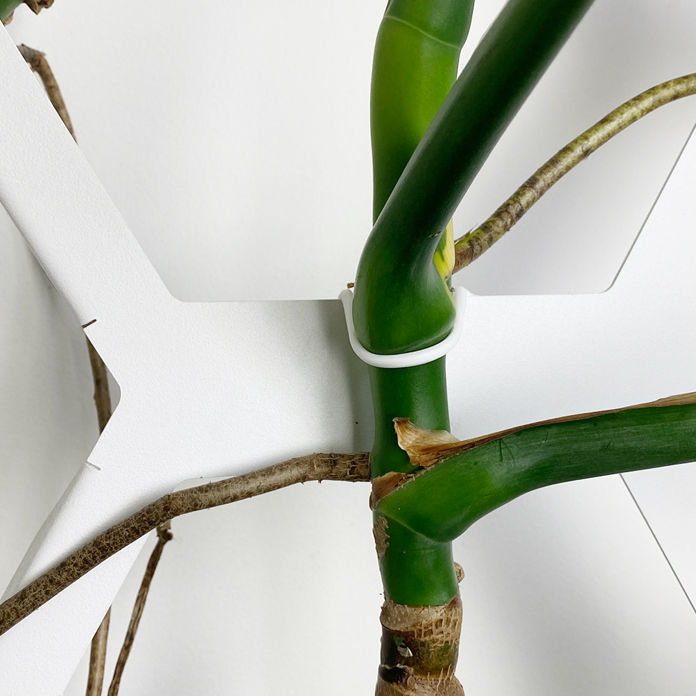 Thumbnail: Magnetic plant tie supporting Monstera large stalk on Horticus trellis frame