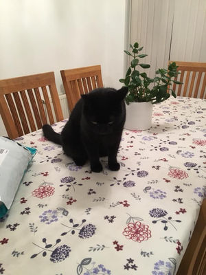 Another cat-sitting job