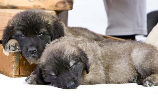 Sleeping Leonberger Puppies