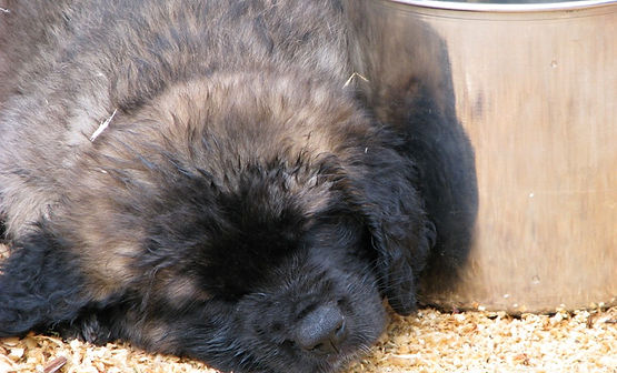 Leonberger Puppy with Water Bucket