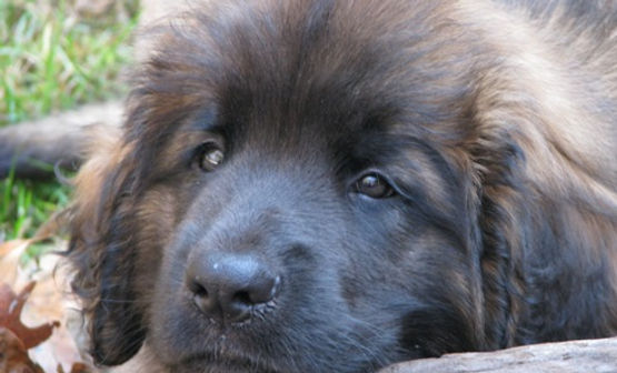 Leonberger Puppy Nine Weeks