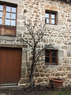 Taille sur Poirier en palmette