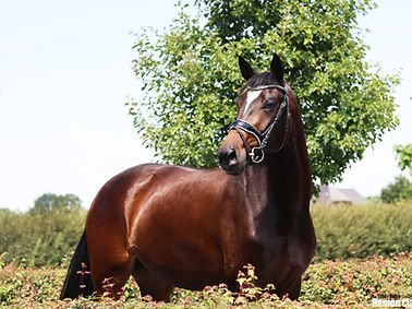 IMGL1556 (RC Fotografie) -social media- hoofdfoto 2.jpg