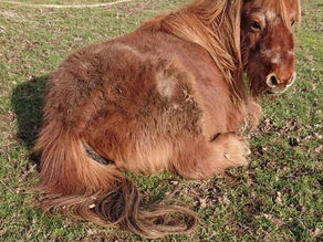 La gestion de nos vieux équidés