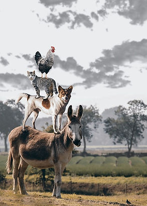 Naturopathe animalier, la nature au service de vos animaux