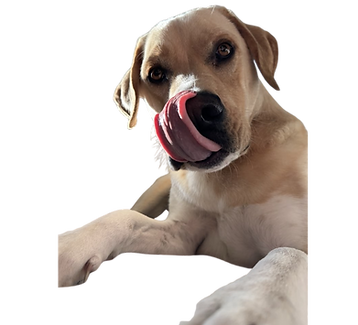 Hi, I'm Katsumi. Let me tell you all about Wild Paws dog walking. (8).png