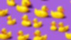 packshot yellow rubber ducks on the light purple background.jpg