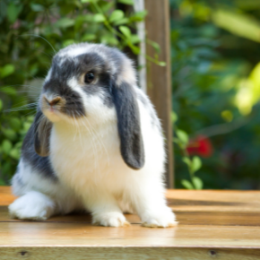 The most important behaviour Kettering rabbit owners must recognise