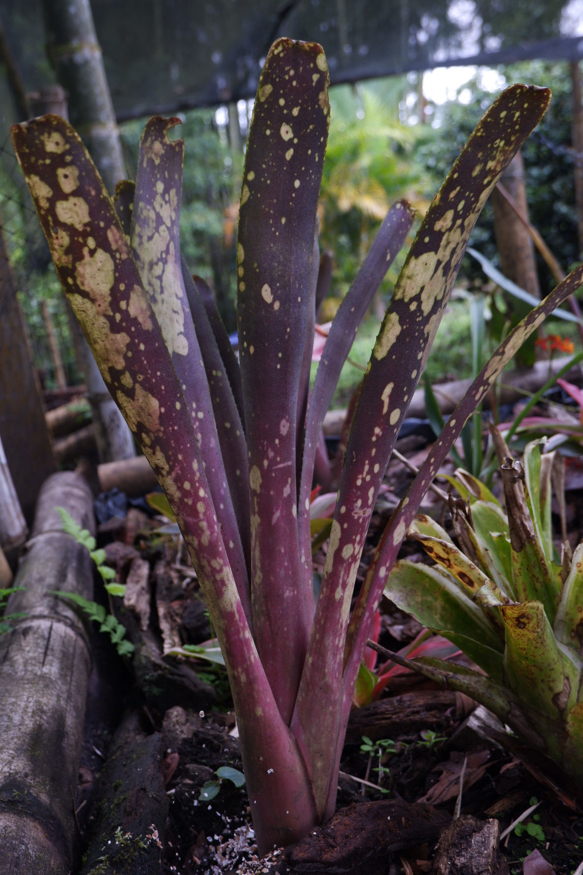 Bromelia manchada - Bilbergia amoena